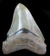 Serrated, Fossil Megalodon Tooth - Great Color #76554-2